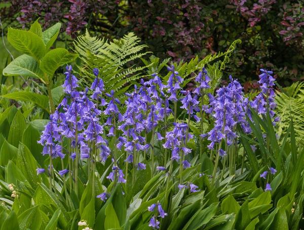 Hyacinthoides u proljetnom vrtu