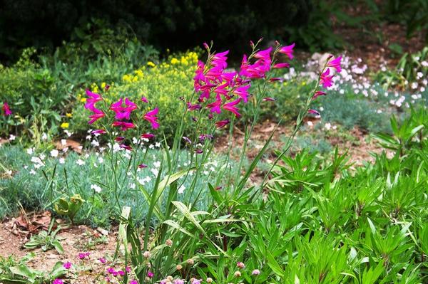 Bizantski gladiolus u cvjetnom vrtu, fotografija autora
