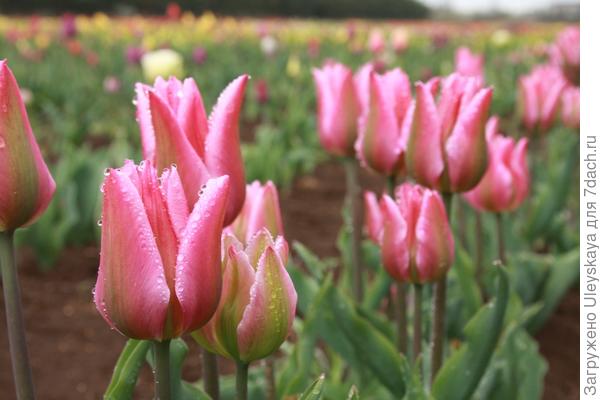 Božićna egzotika sorte tulipana. Fotografija L.M. Aleksandrova