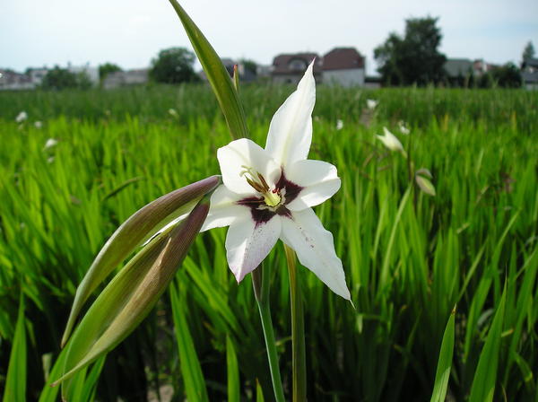 Acidanthera bicolor