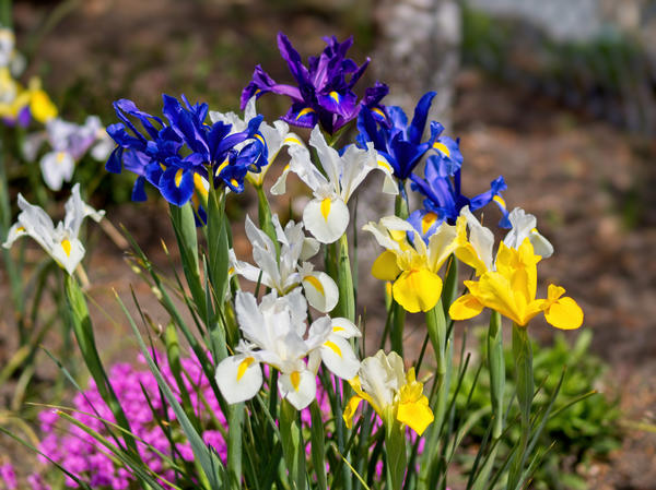 Unatoč svoj svojoj raskoši, irises spuria su nepretenciozni