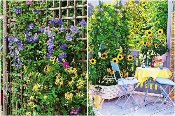 Lijevo: klematis i orlovi nokti. Desno: kobeje, suncokreti, rudbekije i cinije.