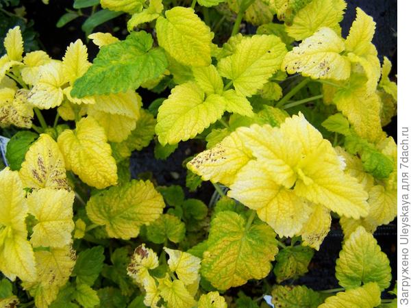 Melissa officinalis All Gold, fotografija s www.perryhillnurseries.co.uk