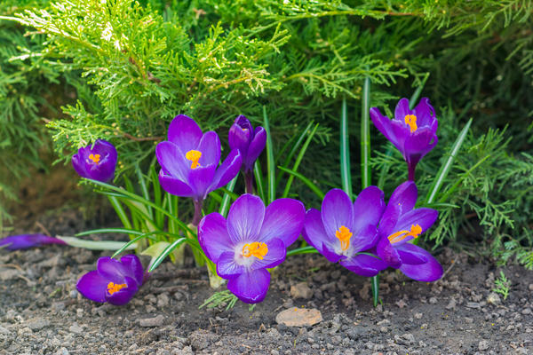 Proljetne lukovičaste biljke oživljavaju kutove vrta crnogoričnim biljkama