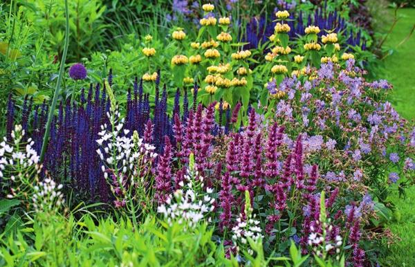 Dodajte biljke s ljubičastim i ljubičastim cvjetovima u svoj vrt!