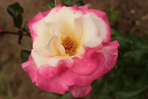 Nekada davno me je ova ruža izluđivala, a danas je to povijest (&amp;amp;amp;amp;amp;amp;amp;amp;amp;#39;Handel&amp; ;amp;amp; amp;amp;amp;amp;#39;, McGredy, 1965.)