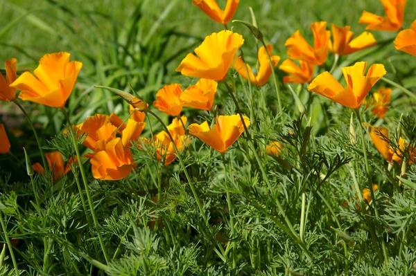Eschscholzia lijepo cvjeta čak i na siromašnim tlima, fotografija autora