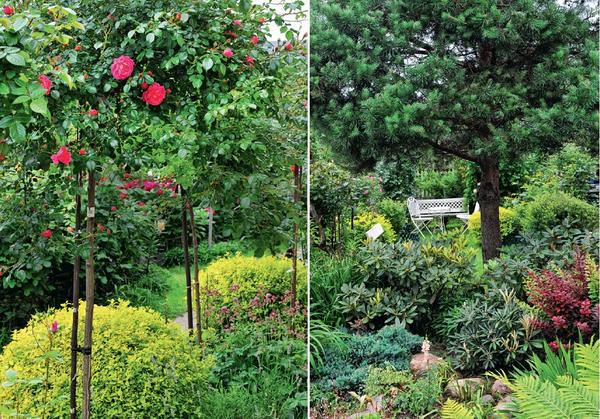 Lijevo: kompaktne sorte japanske spireje i lavande uspješni su partneri koji ukrašavaju bazu standardnih ruža. Desno: vrhunac dekorativnosti kamenjara je u proljeće, kada cvjetaju rododendroni