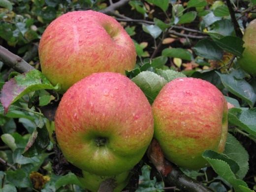 Bramley jabuke