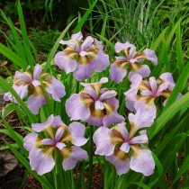 Iris Sibirica 'Rikugi Sakura'