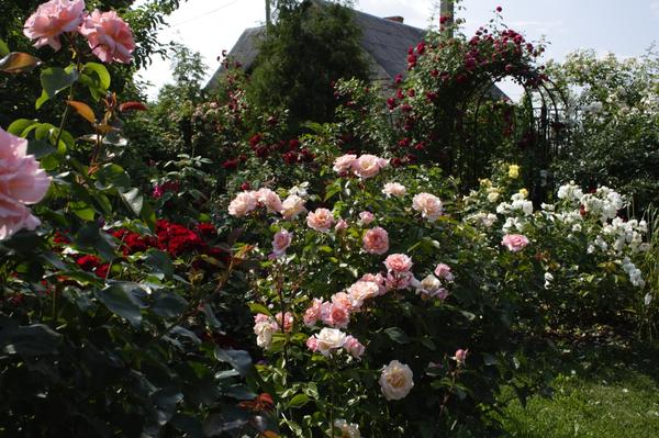U ovom vrtu blizu Moskve &amp;amp;amp;amp;amp;amp;amp;amp;amp;amp;amp;amp;amp;mdash; kult ruža penjačica
