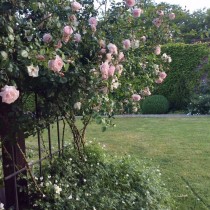 Ruže u vrtu