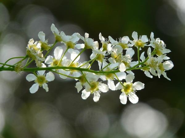 Trešnja cvjeta - vrijeme je za sjetvu pšenice