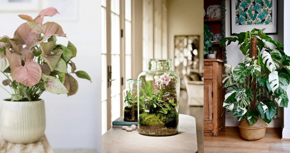 Ažurirajte svoj interijer: 11 popularnih sobnih biljaka.