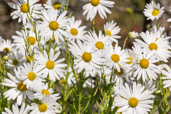 Leucantemella autumnale