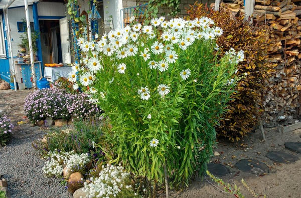 Veličanstveni jesenski grm leucantemele dostojan je ukras mjesta na kraju ljeta. Foto Sofija (viksof)