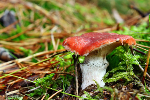 Ružina trava (Gomphidius roseus)