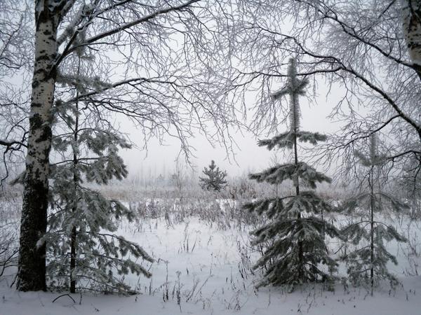 Stabla pod prvim snijegom